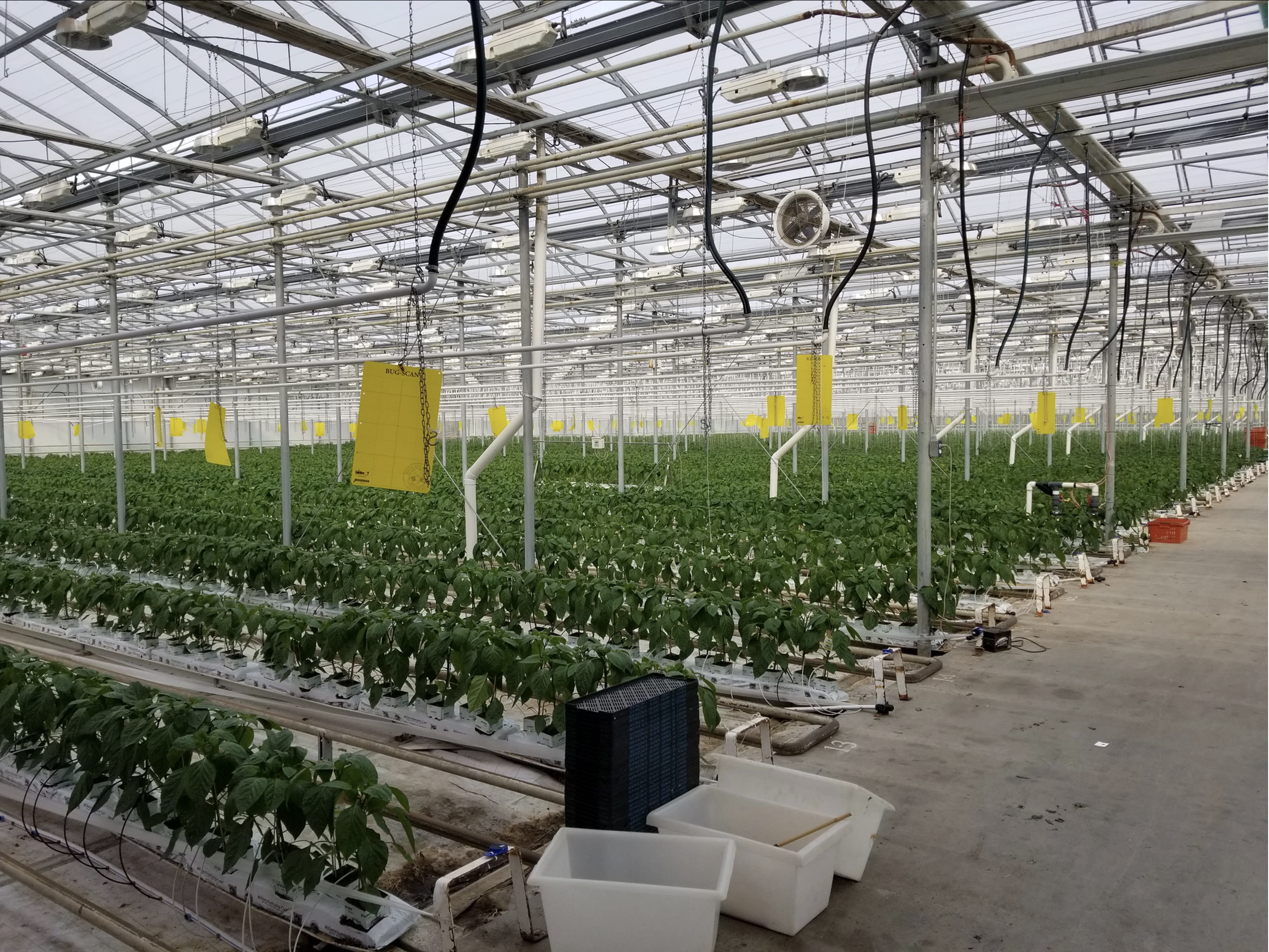 Inside Greenhouse