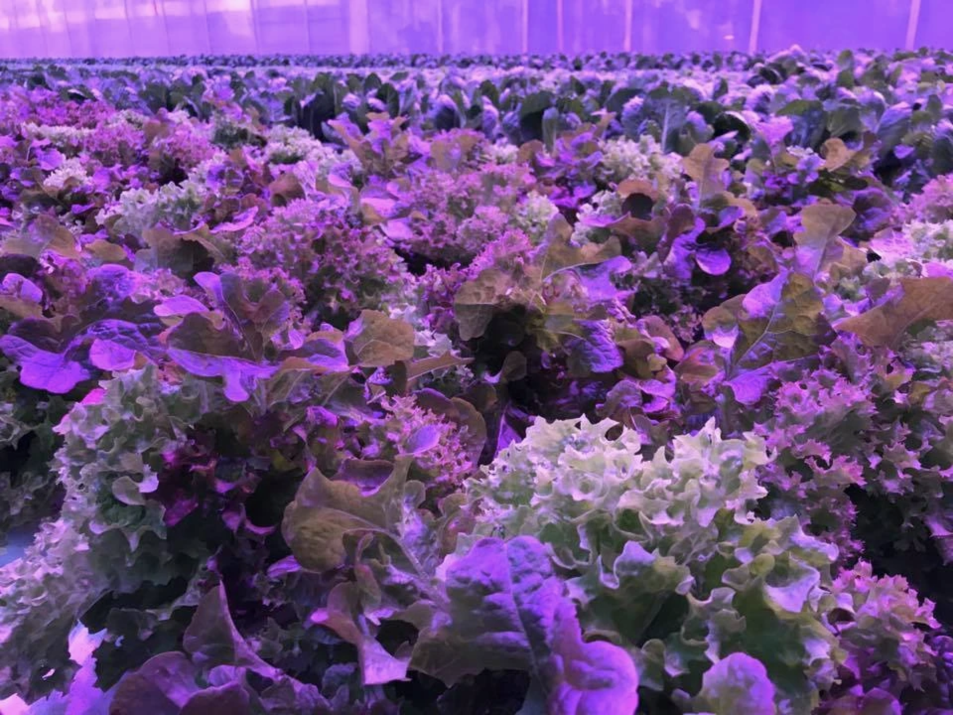 Lettuce Growth
