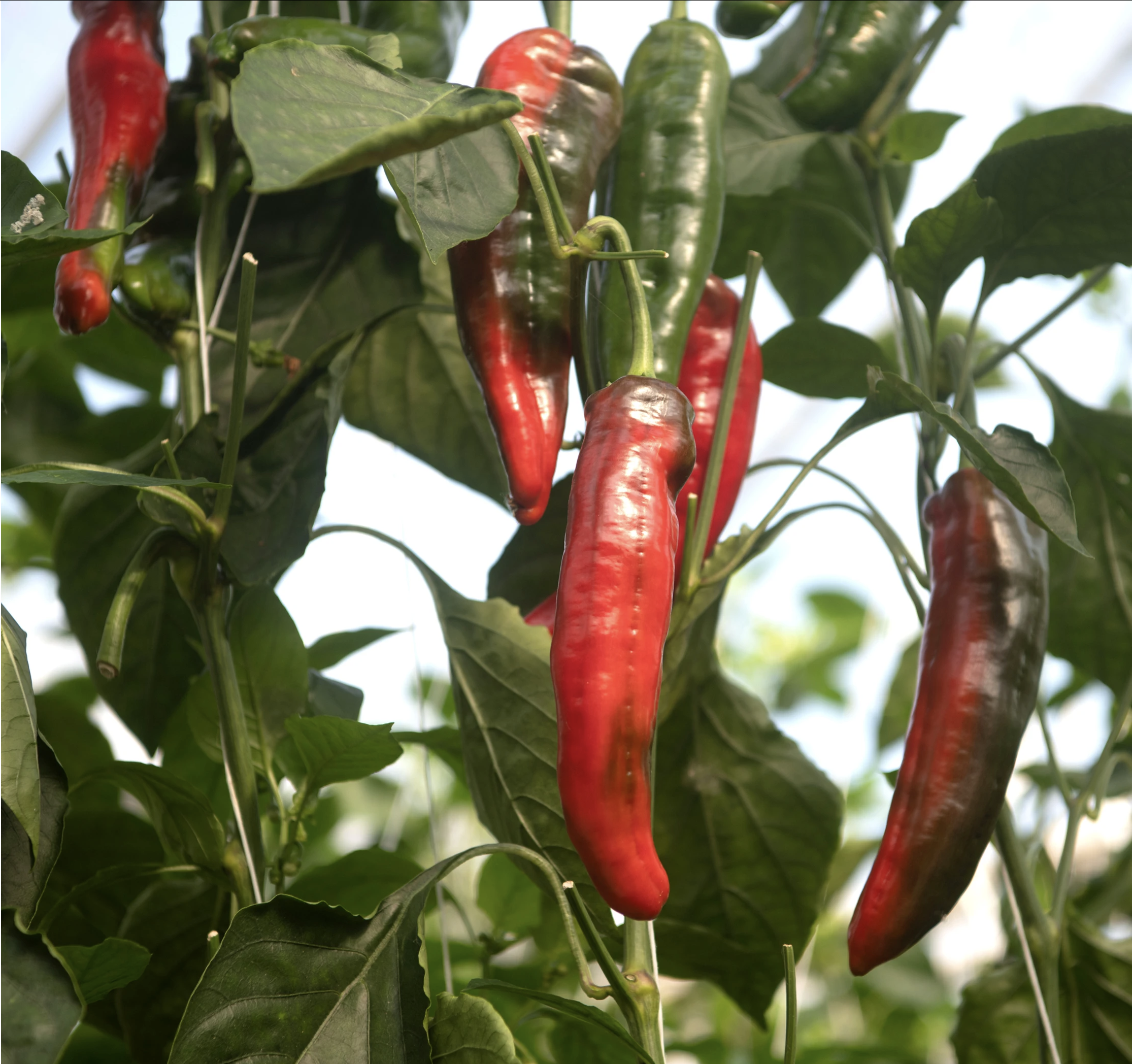 Peppers Growing